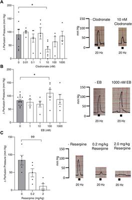 Nanomolar clodronate induces adenosine accumulation in the perfused rat mesenteric bed and mesentery-derived endothelial cells